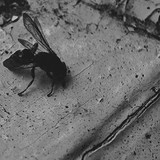 Depriver, Pest Lives – Split