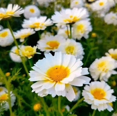 50 hybrid cherry gold flowers se.jpg