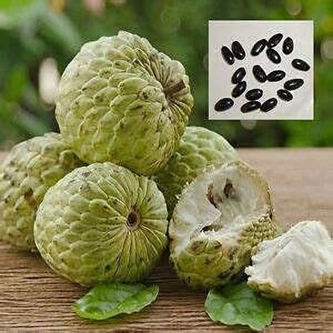 17 custard apple sweet apple sit.jpg
