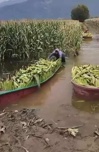 EOtQaYQoHGqgXz Y.jpg
