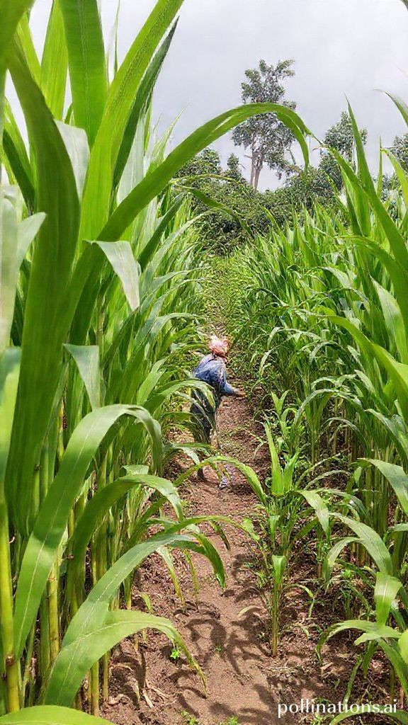 DOST taps smart farming to help sugarcane farmers adapt to climate change