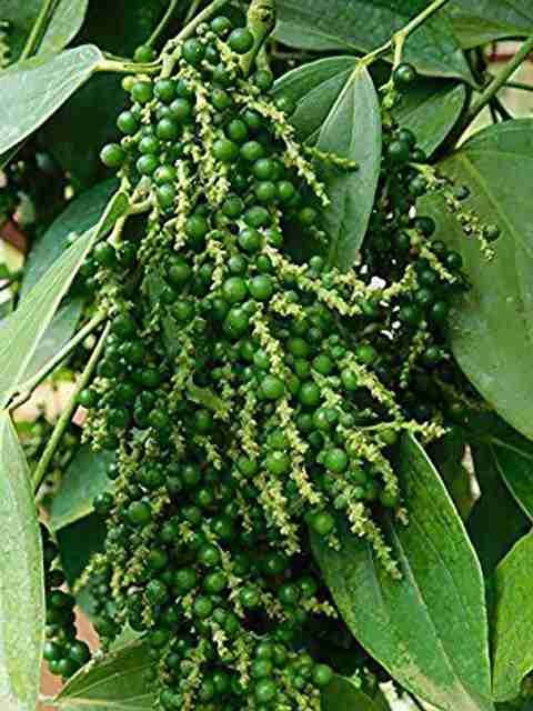 no perennial yes black pepper mo.jpg