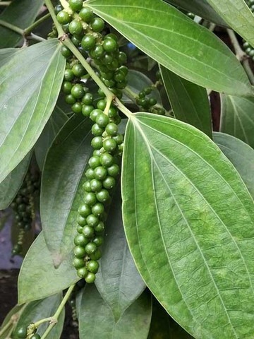live plant black pepper bush pep.jpg