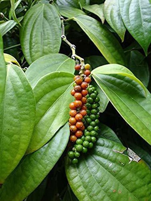 no perennial yes black peper liv.jpg