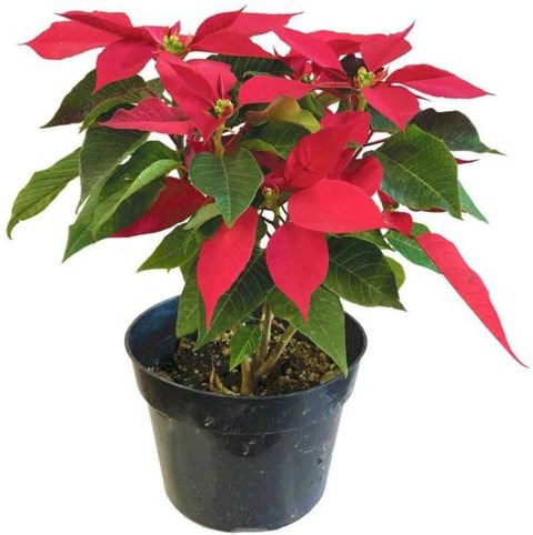 yes perennial yes live poinsetti.jpg
