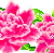 fuschia%20flowers