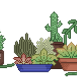 cacti