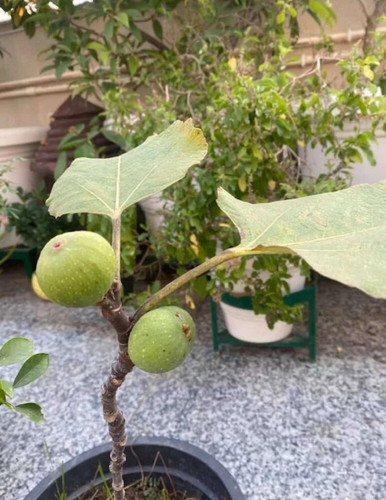 platone gular cluster fig plantd (1).jpg