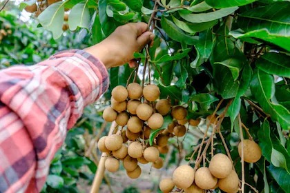 online plant bazar grey longan f.jpg