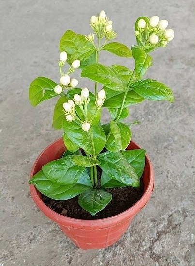 How To Grow Mogra Jasmine Plant From Cuttings #shorts #youtubeshorts #mogra #Viralshorts #jasmine.jpg