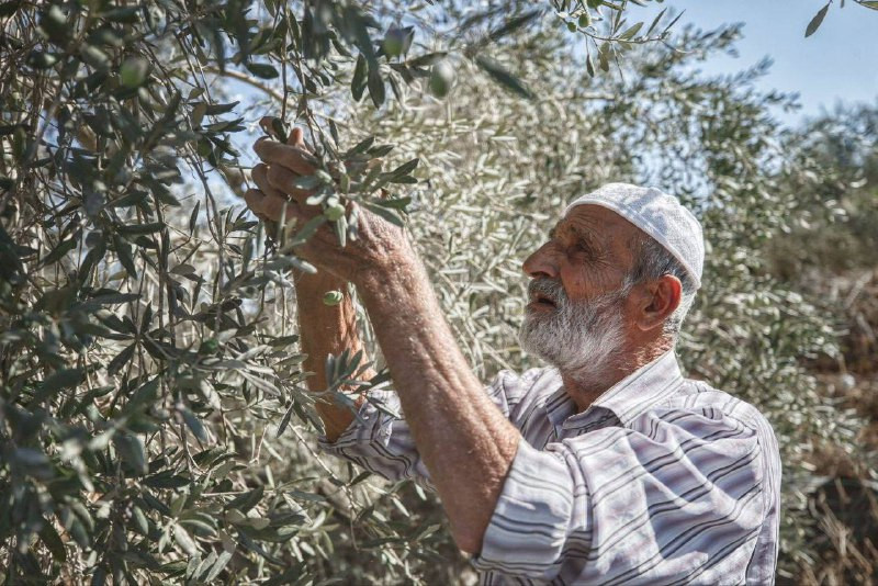رغم انتشار جيش الاحتلال ومليشيات المستوطنين، يواصل أهالي بلدة بيتا جنوب نابلس، بمشاركة عدد من المتضامنين، قطف ثمار الزيتون في أراضيهم....
