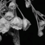 flowers blackandwhite.gif