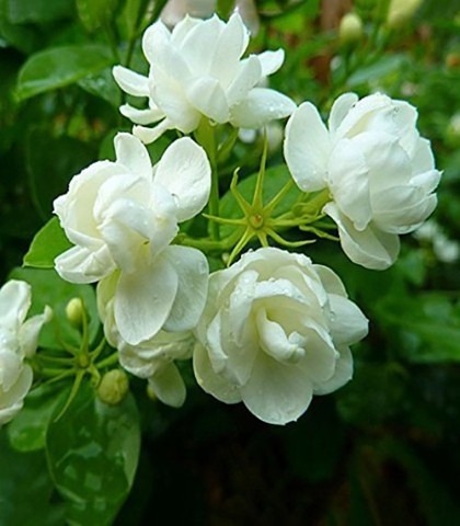 gardens live arabian jasmine mog.jpg