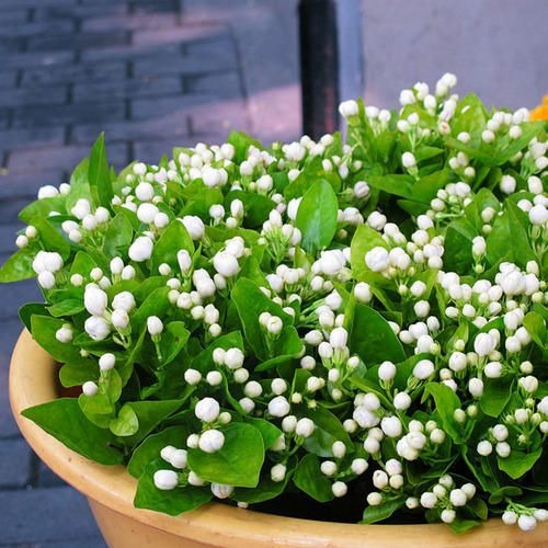 jasmine plants 500x500.jpg