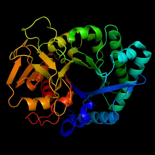 protein.png