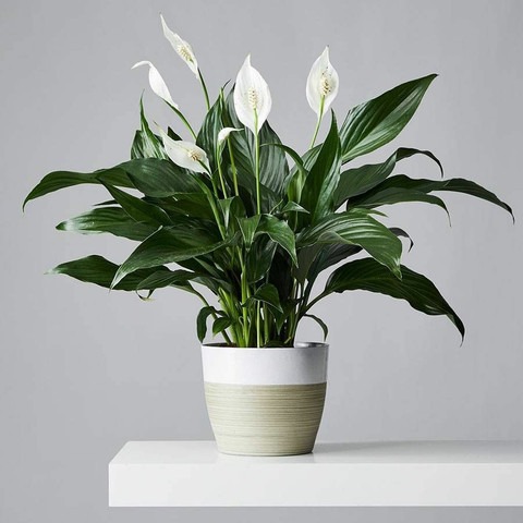 no perennial yes peace lily flow.jpg