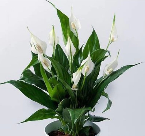 peace lily 04 01 click to buy or.jpg