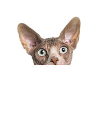 2da7329d 9c08 4224 8a62 3f1bec77ca6b (1).png