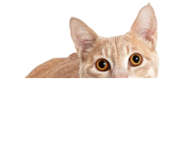 7b95e924 e0b0 4e42 8e50 27d06f20ff8e (1).png