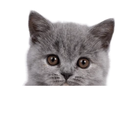 f76e54e0 2360 413b a407 cc4058303f24 (1).png