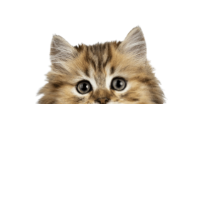 2bf20661 1b7d 4a29 a7fd 304eeac874ce (1).png