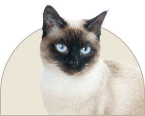 06.png