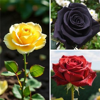 no perennial yes rose live plant.jpg