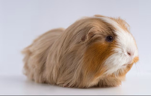 The Latest News on the Oxbow Guinea Pig Food.jpg