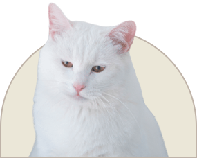 25.png