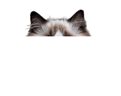 7469b2c1 0994 4817 befe 82d93ee8d1d6 (1).png