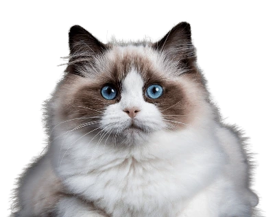 7469b2c1 0994 4817 befe 82d93ee8d1d6.png