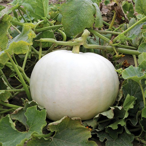 25 pumkin2 arshiayat original im.jpg