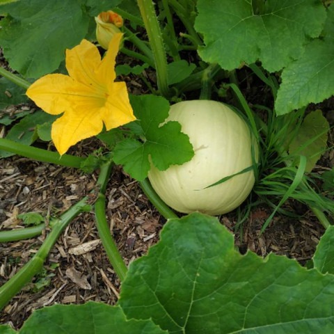 29 white pumpkin seeds ecofusion.jpg