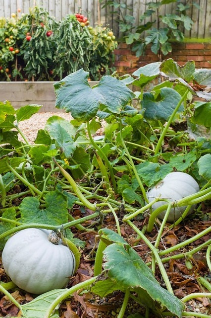 30 pumkin3 arshiayat original im.jpg