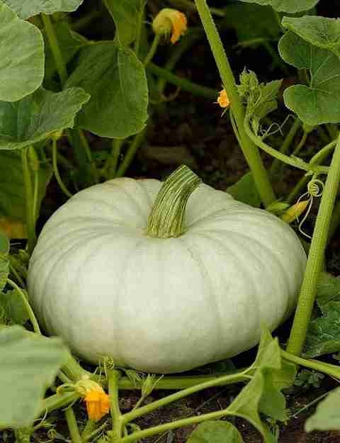 30 pumkin3 arshiayat original im (2).jpg
