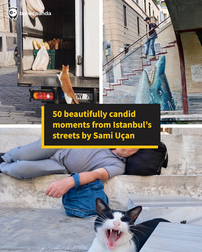 street photography people animals sami ucan.jpg