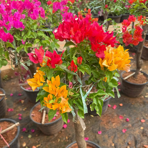 BougainvilleaMultiGraft PaperFlo.jpg