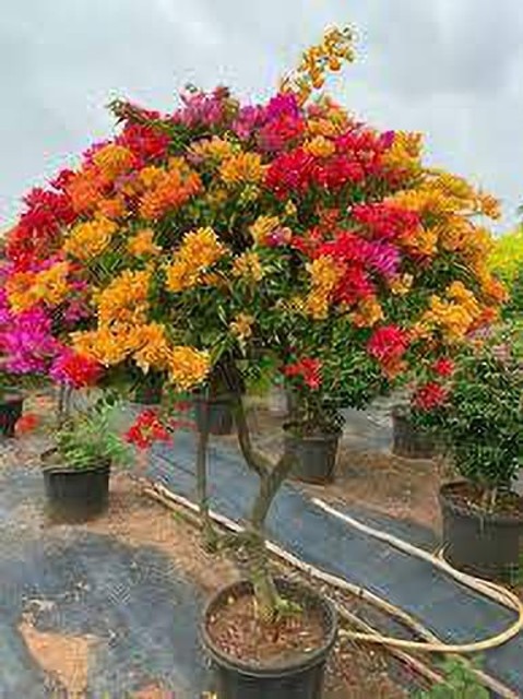 yes annual yes bougainvillea pla.jpg