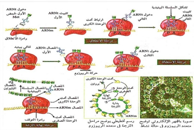 الوثيقة 2