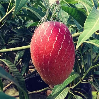 online plant bazar red japanese.jpg