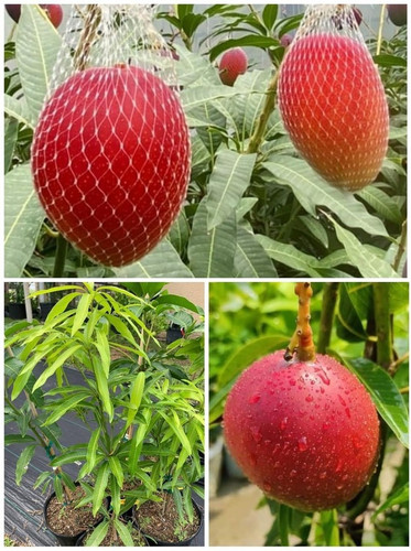 no annual no ggjyi6864033 medium.jpg