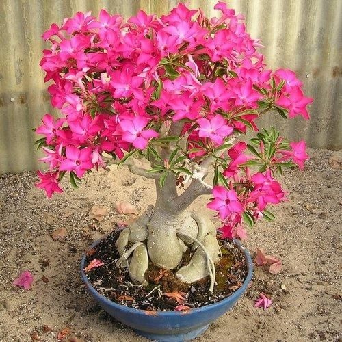 adenium plant 500x500.jpg