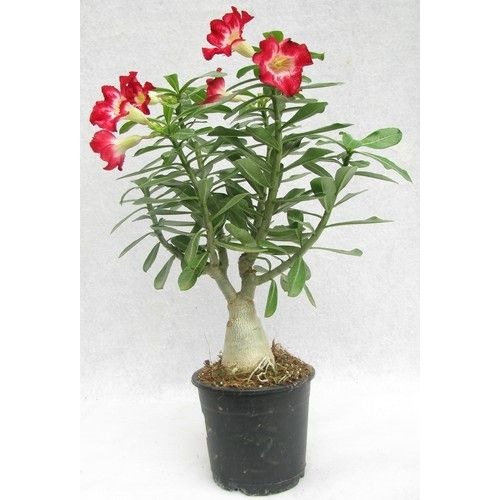 adenium plant.jpg