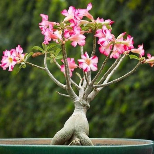 adenium flower plant.jpg