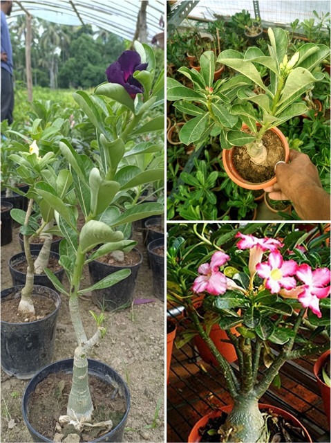 yes biennial yes adenium live pl.jpg