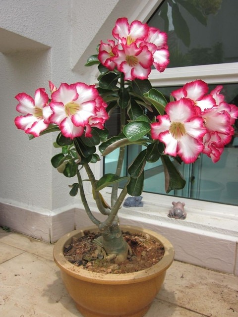 yes perennial no live plant indo (1).jpg