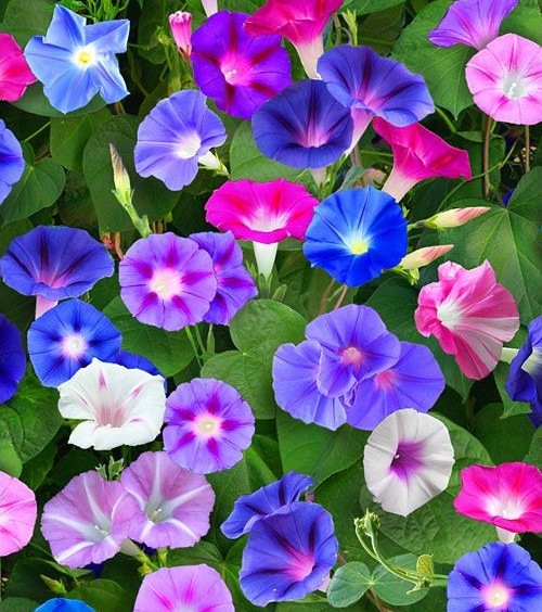 morning glory.jpg