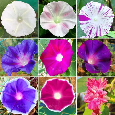 20 japanese morning glory mixed.jpg
