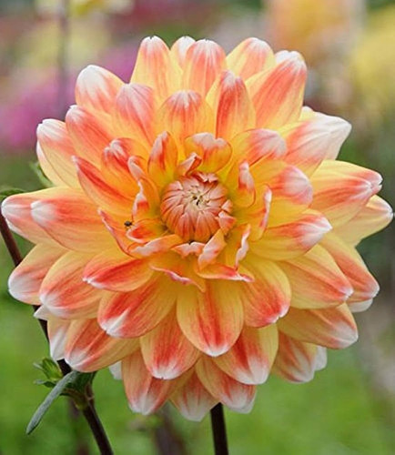 41 3hybrid dahlia flower seeds b.jpg