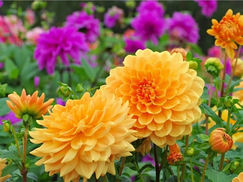 30 dahlia double figaro mix seed.jpg